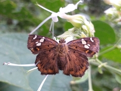 Coladenia indrani