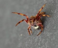 Carepalxis