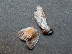 Calliteara horsfieldii