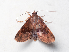 Diascia hayesi
