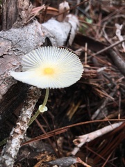 Leucocoprinus fragilissimus image