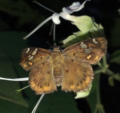 Coladenia indrani