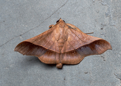 Chilkasa falcata