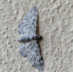 Eupithecia semigraphata