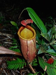 Nepenthes deaniana
