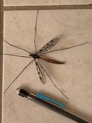 Tipula abdominalis