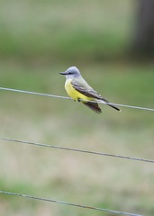 Tyrannus couchii × verticalis