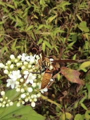 Polistes rothneyi