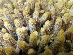 Acropora spathulata