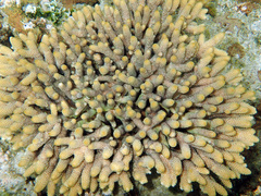 Acropora spathulata