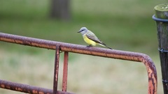 Tyrannus couchii × verticalis