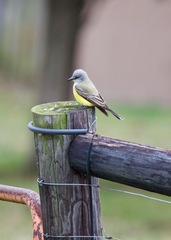 Tyrannus couchii × verticalis