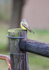 Tyrannus couchii × verticalis