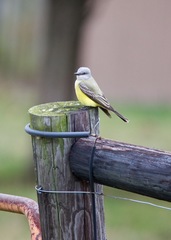 Tyrannus couchii × verticalis