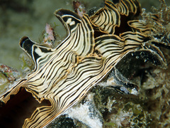 Atrina vexillum