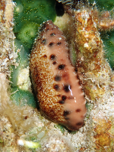 Thick-edged Cowry