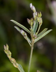 Lespedeza leptostachya
