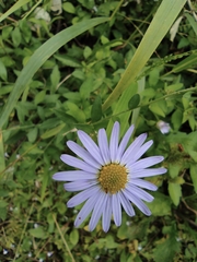 Aster indicus
