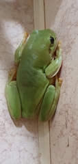 Ranoidea caerulea