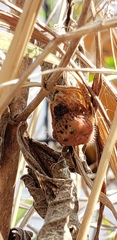 Mastophora carpogaster