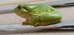 Ranoidea caerulea