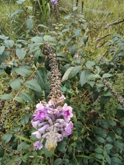 Buddleja lindleyana