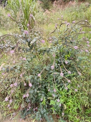 Buddleja lindleyana