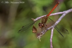 Sympetrum vicinum