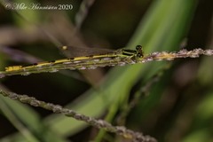 Ischnura hastata