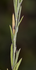 Lechea stricta