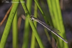 Ischnura hastata