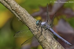 Libellula vibrans