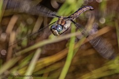 Libellula vibrans
