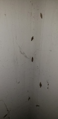 Lepidoptera