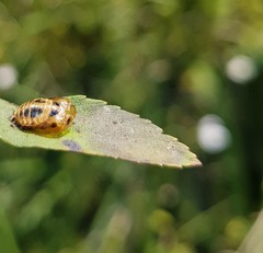 Harmonia axyridis