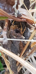 Mastophora carpogaster