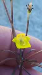 Hemimeris sabulosa