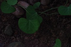 Cissampelos torulosa