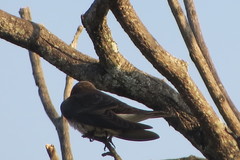 Stelgidopteryx ruficollis