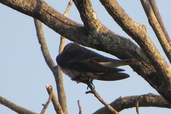 Stelgidopteryx ruficollis