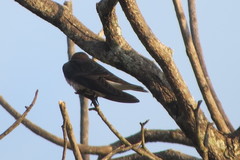 Stelgidopteryx ruficollis