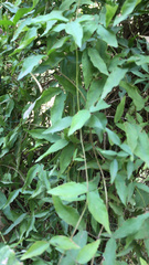 Bignonieae