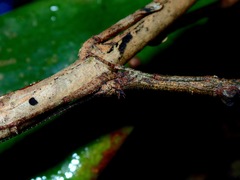 Neoclides