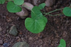 Cissampelos torulosa