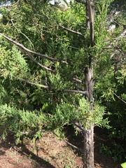 Juniperus bermudiana