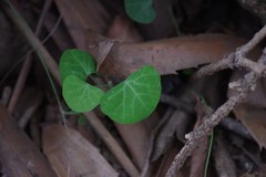 Cissampelos torulosa