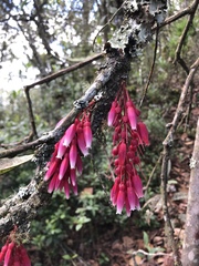 Thibaudia floribunda