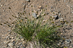 Carex crawfordii