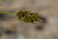 Carex crawfordii