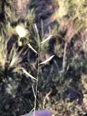 Bouteloua trifida